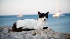 Projeto na ilha grega de Syros abre vagas para voluntários cuidarem de gatos em 2027 com hospedagem e café da manhã incluídos.