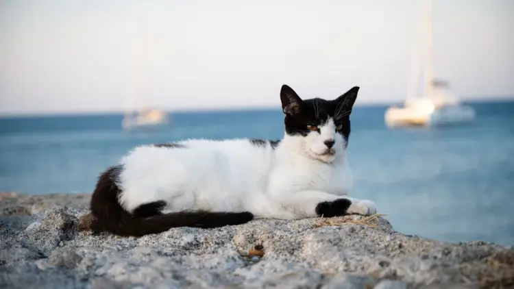 Projeto na ilha grega de Syros abre vagas para voluntários cuidarem de gatos em 2027 com hospedagem e café da manhã incluídos.