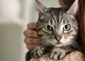 Projeto na ilha grega de Syros abre vagas para voluntários cuidarem de gatos em 2027 com hospedagem e café da manhã incluídos.