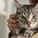 Projeto na ilha grega de Syros abre vagas para voluntários cuidarem de gatos em 2027 com hospedagem e café da manhã incluídos.
