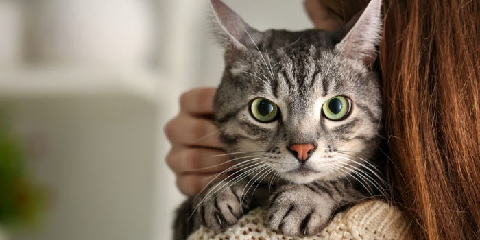 Projeto na ilha grega de Syros abre vagas para voluntários cuidarem de gatos em 2027 com hospedagem e café da manhã incluídos.