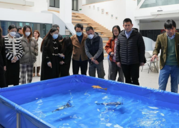 Pesquisadores chineses desenvolvem robôs que imitam peixes e podem ser usados em monitoramento ambiental e exploração debaixo d'água.