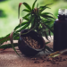 Novas regras para cannabis medicinal entram em debate entre associações, que apontam dúvidas sobre cultivo, fiscalização e controle de qualidade.