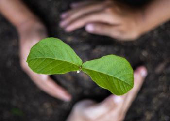 Prefeitura de Macaé lança Arvômetro para acompanhar o plantio de árvores; município já contabiliza 3.172 mudas plantadas em 2026.
