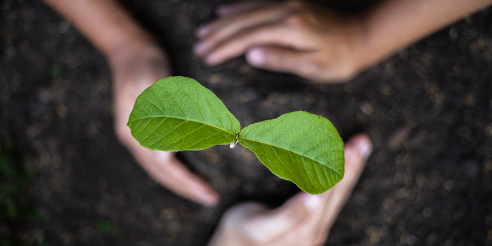 Prefeitura de Macaé lança Arvômetro para acompanhar o plantio de árvores; município já contabiliza 3.172 mudas plantadas em 2026.