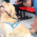 Quissamã vacinou 1.570 cães e gatos contra a raiva durante o Dia D. Imunização segue disponível até 30 de outubro na Vigilância em Saúde.