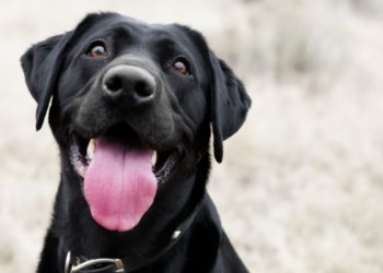 Cinomose é uma doença viral grave e contagiosa que pode afetar cães de todas as idades; vacinação ajuda a prevenir casos e complicações.