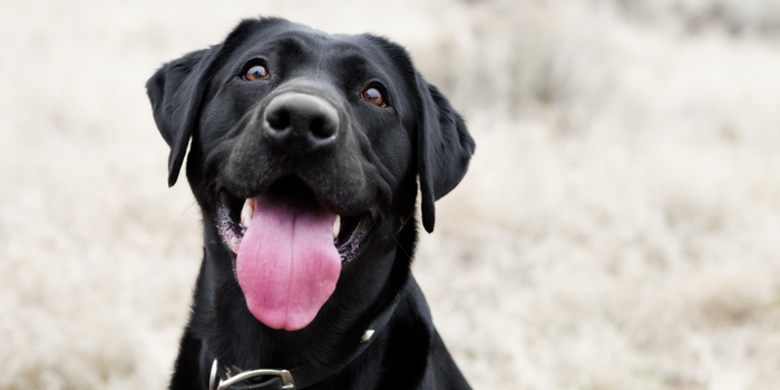 Cinomose é uma doença viral grave e contagiosa que pode afetar cães de todas as idades; vacinação ajuda a prevenir casos e complicações.