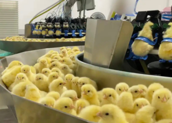 Investigação da Mercy For Animals aponta descarte de 35 mil pintinhos machos em um dia. Tecnologia de sexagem in ovo é alternativa ao procedimento.
