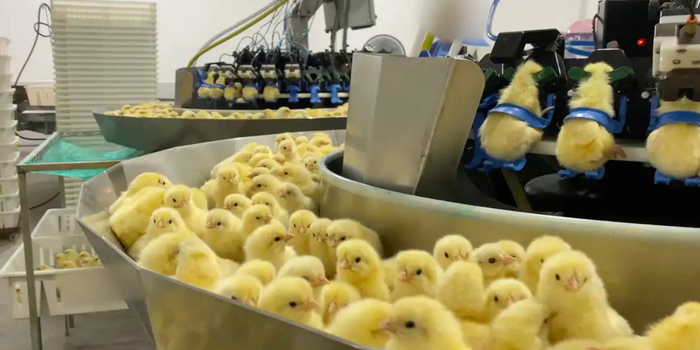 Investigação da Mercy For Animals aponta descarte de 35 mil pintinhos machos em um dia. Tecnologia de sexagem in ovo é alternativa ao procedimento.