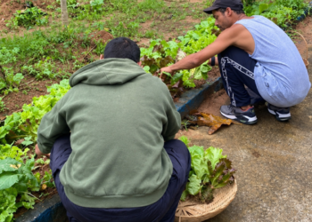 Horta é implantada na Pousada da Cidadania, em Macaé, para complementar a alimentação e estimular a participação e autonomia dos acolhidos.