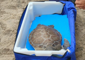 Tartaruga-verde será devolvida ao mar nesta terça-feira (7), na Praia dos Cavaleiros, em Macaé, após passar por período de reabilitação.
