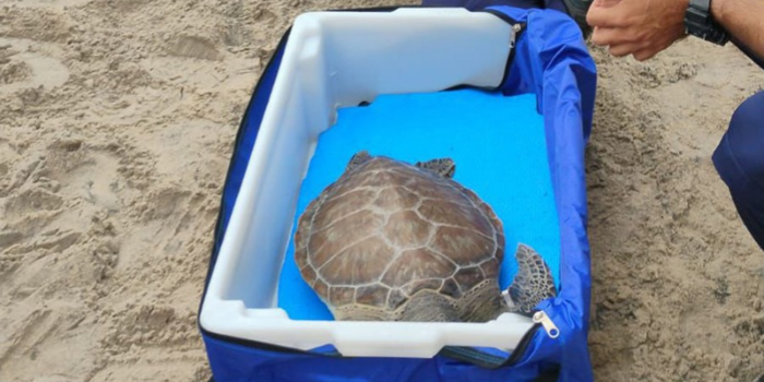 Tartaruga-verde será devolvida ao mar nesta terça-feira (7), na Praia dos Cavaleiros, em Macaé, após passar por período de reabilitação.