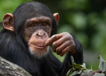 Descubra o que significa sonhar com macaco, incluindo interpretações para quem sonha que está alimentando o animal e possíveis simbolismos para a vida pessoal e profissional.