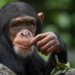 Descubra o que significa sonhar com macaco, incluindo interpretações para quem sonha que está alimentando o animal e possíveis simbolismos para a vida pessoal e profissional.