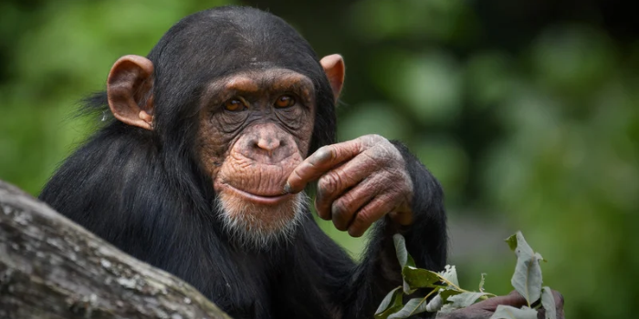 Descubra o que significa sonhar com macaco, incluindo interpretações para quem sonha que está alimentando o animal e possíveis simbolismos para a vida pessoal e profissional.