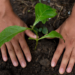 Macaé já plantou 3.660 árvores em 2026, amplia miniflorestas urbanas e recebe certificação internacional por suas ações de arborização.