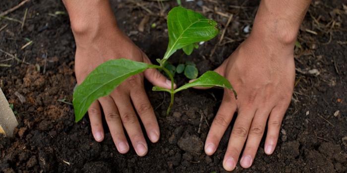 Macaé já plantou 3.660 árvores em 2026, amplia miniflorestas urbanas e recebe certificação internacional por suas ações de arborização.