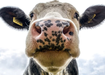 Sonhar com vaca significa prosperidade? Descubra as interpretações de sonhos com vaca branca, preta, marrom, brava, mansa, parindo ou acompanhada de bezerro.