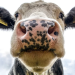 Sonhar com vaca significa prosperidade? Descubra as interpretações de sonhos com vaca branca, preta, marrom, brava, mansa, parindo ou acompanhada de bezerro.