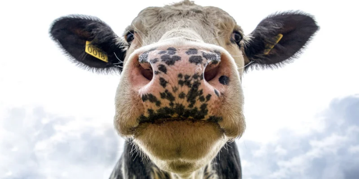 Sonhar com vaca significa prosperidade? Descubra as interpretações de sonhos com vaca branca, preta, marrom, brava, mansa, parindo ou acompanhada de bezerro.