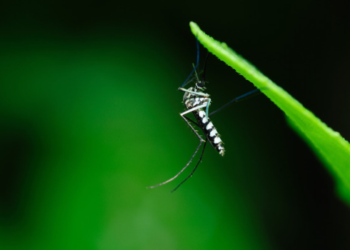 Rio das Ostras utiliza ovitrampas para identificar áreas com maior presença do Aedes aegypti e direcionar ações de combate às arboviroses.