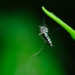 Rio das Ostras utiliza ovitrampas para identificar áreas com maior presença do Aedes aegypti e direcionar ações de combate às arboviroses.