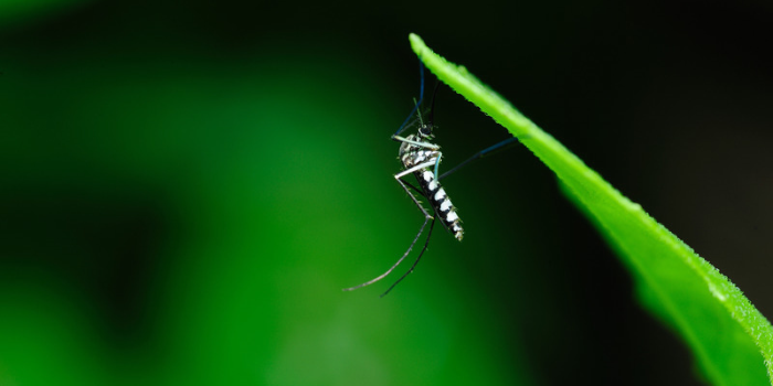 Rio das Ostras utiliza ovitrampas para identificar áreas com maior presença do Aedes aegypti e direcionar ações de combate às arboviroses.