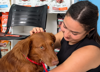 Cachorro Chocolate é adotado após ser espancado na zona rural de Macaé. Animal segue em recuperação e caso será encaminhado à polícia.